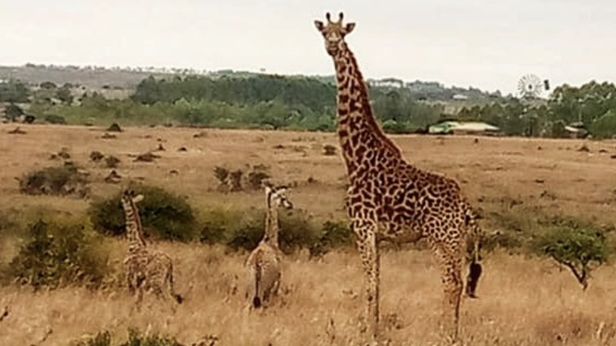 In Nairobi sind zwei Giraffen-Babys zur Welt gekommen. Bei den Frischgeborenen handelt es sich um Zwillinge.