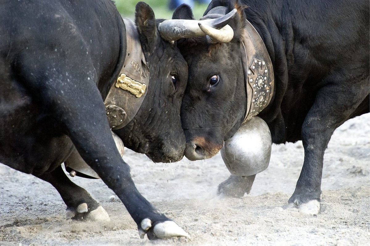The cow "Schakira", the Queen of the Queens, left, fight against "Ronja" right during the traditional annual national Finals "Combats de Reines" ("Battle of the Quee ...