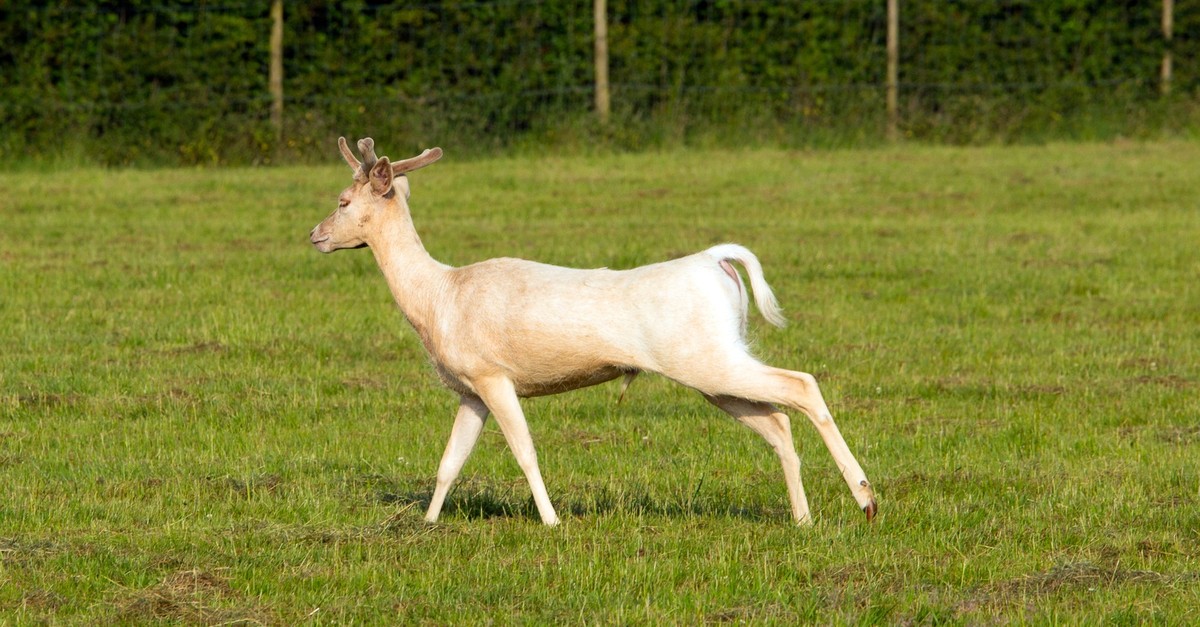 Albino-Reh in Basel gesichtet – Jäger appelliert: «In Ruhe lassen»