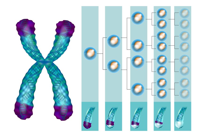 Illustration, die die Position von Telomeren am Ende unserer Chromosomen zeigt. Telomere Verkürzung - bei jeder Zellteilung und bei verschiedenen pathologischen Prozessen.