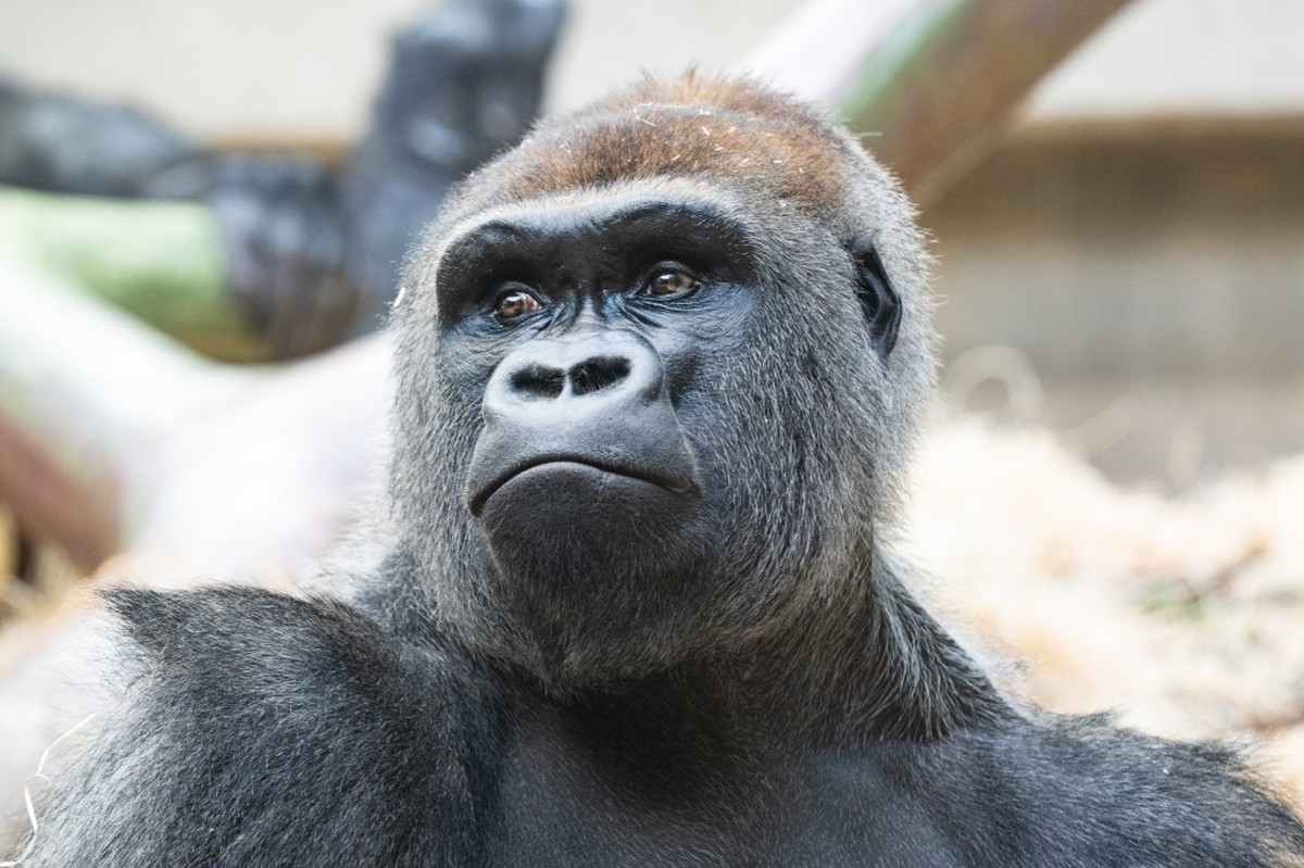 Am 17. Oktober ist Yeba im Affenhaus des Zoo Basel eingezogen.