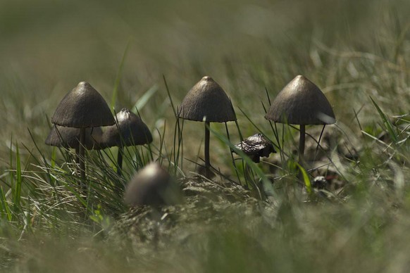 World Nature Photography Awards 2021: Plants and Fungi, 3. Platz, Jan Czeczotka, Germany. Panaeolus papilionaceus fungi, Allgaeuer region, Bavaria, Germany.