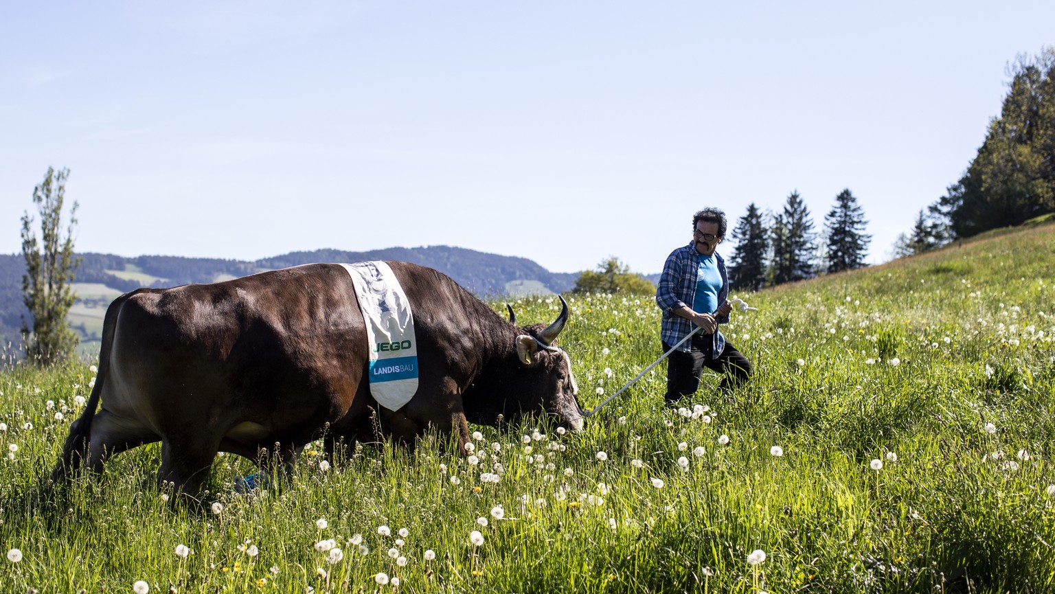 Maendel Nussbaumer spaziert mit Stier Kolin, Siegermuni des Eidgenoessischen Schwing- und Aelplerfest 2019 in Zug, am Samstag, 1. Juni 2019, in Unteraegeri. (KEYSTONE/Alexandra Wey)