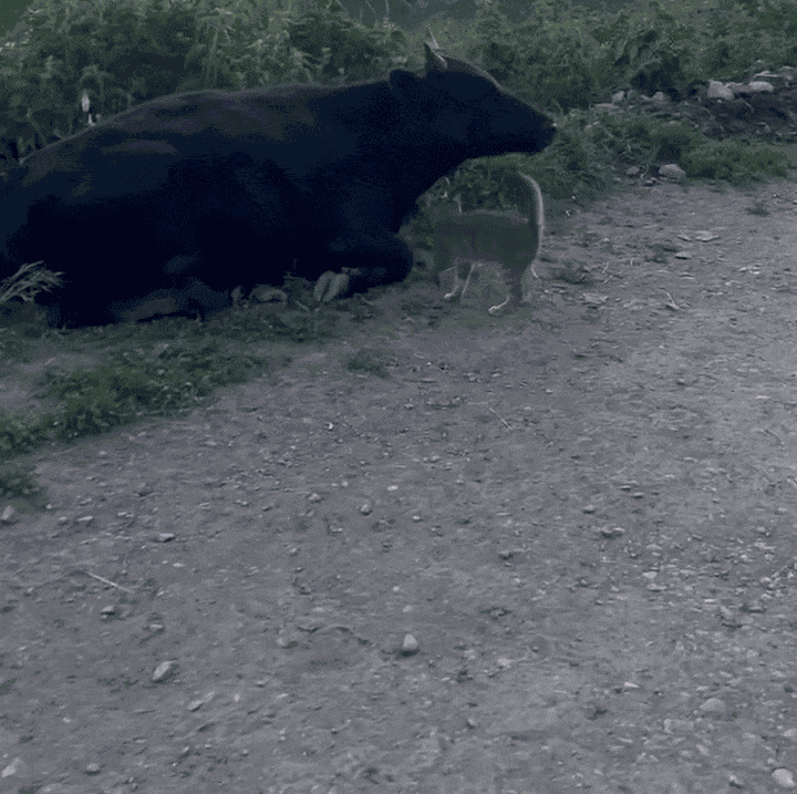 Animiertes GIF