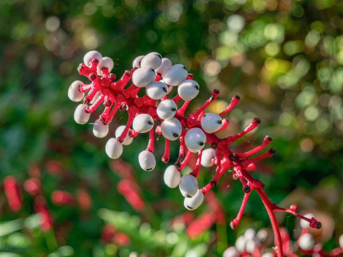 Actaea pachypoda.