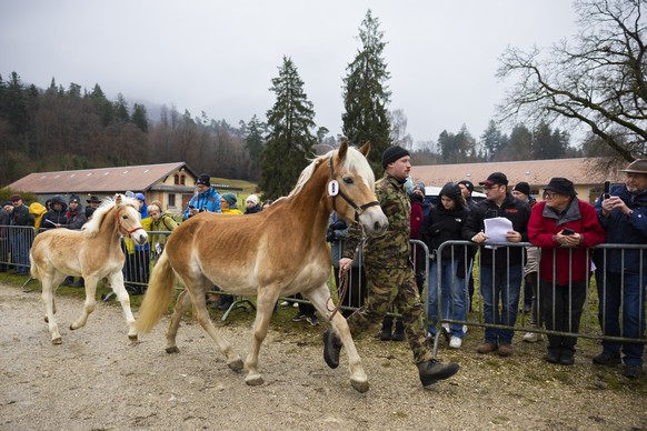 Die Haflinger Stute Fruehlingszauber und ihr Fohlen Spaghetti werden den Interessenten praesentiert, bei einer Pferde-Auktion des Amtes fuer Landwirtschaft des Kantons Solothurn, am Mittwoch, 26. Nove ...
