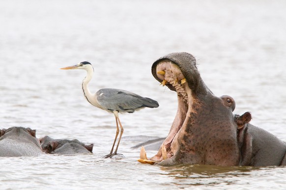 Come Wildlife Photography Awards: Gewinner in der Kategorie &quot;Kreaturen der Lüfte&quot;