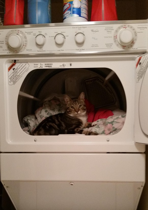 Katze im Wäschetrockner.
http://imgur.com/gallery/JjBqJDd