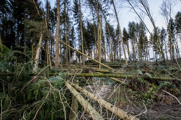 Ein Waldstueck mit umgestuerzten Baeumen bei Kestenholz SO zeigt das Ausmass des Sturmtiefs Burglind am Mittwoch, den 3. Januar 2018. Der Wintersturm Burglind hat in der Schweiz am Mittwoch zahlreiche ...