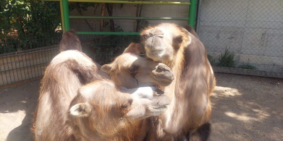 Johns kleine Farm verliert Kamel Chimbai.