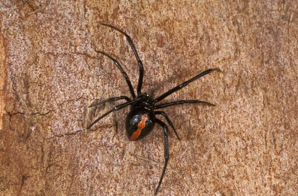 REDBACK SPIDER REDBACK Latrodectus hasselti Araneae Date: 02.04.2008, Credit:A.N.T. Photo Library / Avalon PUBLICATIONxNOTxINxUKxFRAxUSA Copyright: xA.N.T.xPhotoxLibraryx/xAvalonx 0526113602