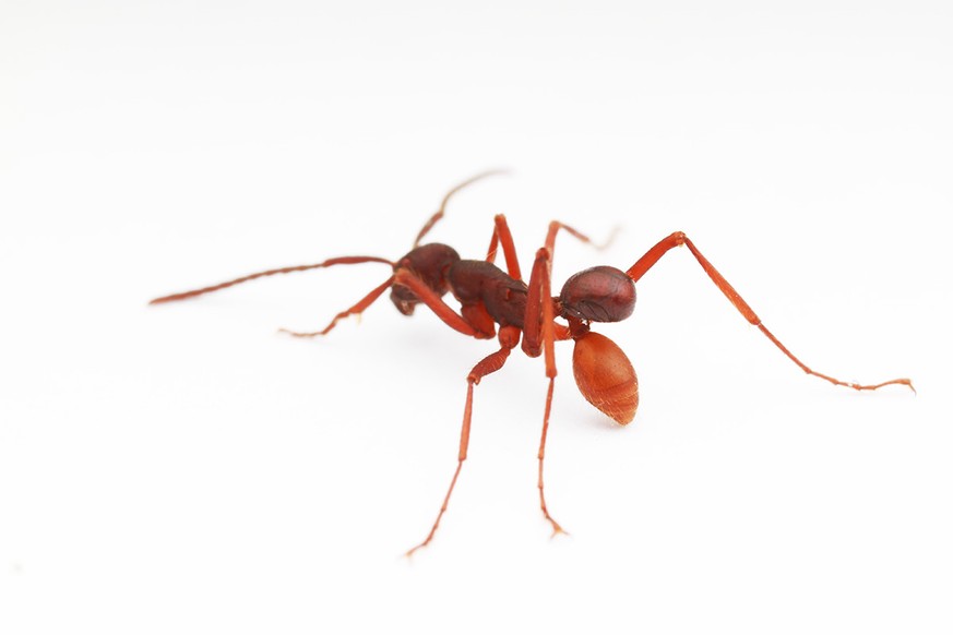Neu entdeckte Käferart: Das untere, orange Hinterteil der Ameise ist in Wahrheit ein Käfer.&nbsp;