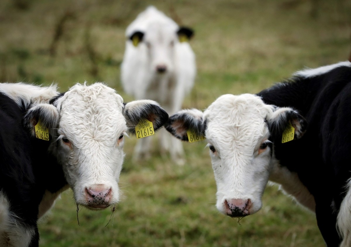 epa07999599 Some cows 'pose' for the photographer in a farm in the village of Forkhilll, Northern Ireland, United Kingdom, 15 October 2019 (issued on 15 November 2019). Forkhill is a prosper ...