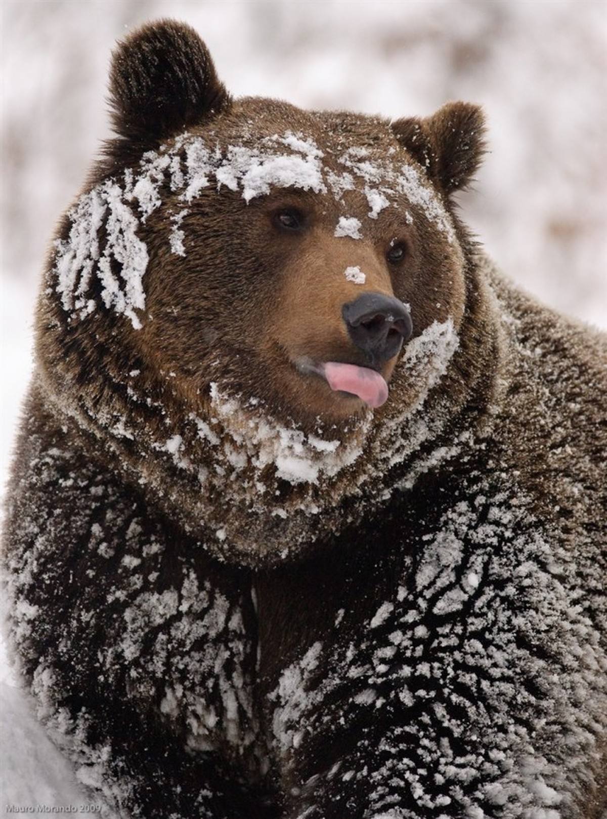 cute news tier bär

https://imgur.com/t/aww/1cqi7GR