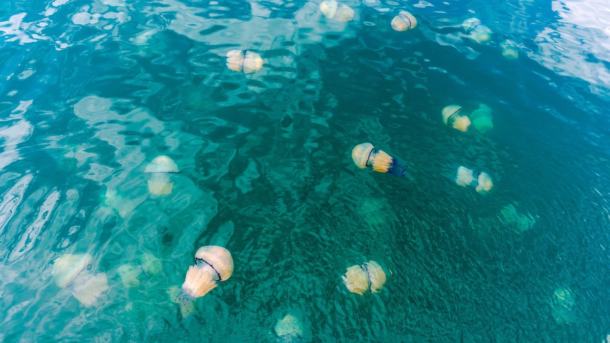 Quallenplage im Mittelmeer: 4 Punkte, die du wissen musst