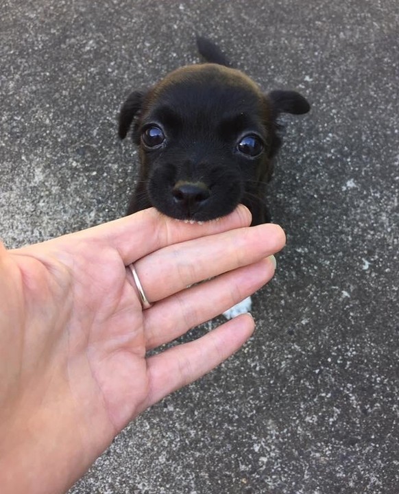 Süsser Hund
Cute News
http://imgur.com/t/aww/HNfru