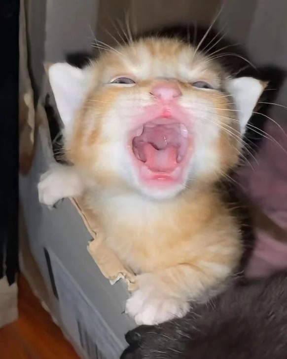 cute news tier katze

https://www.reddit.com/r/tinyorangekittens/comments/1mm8z2j/hii/