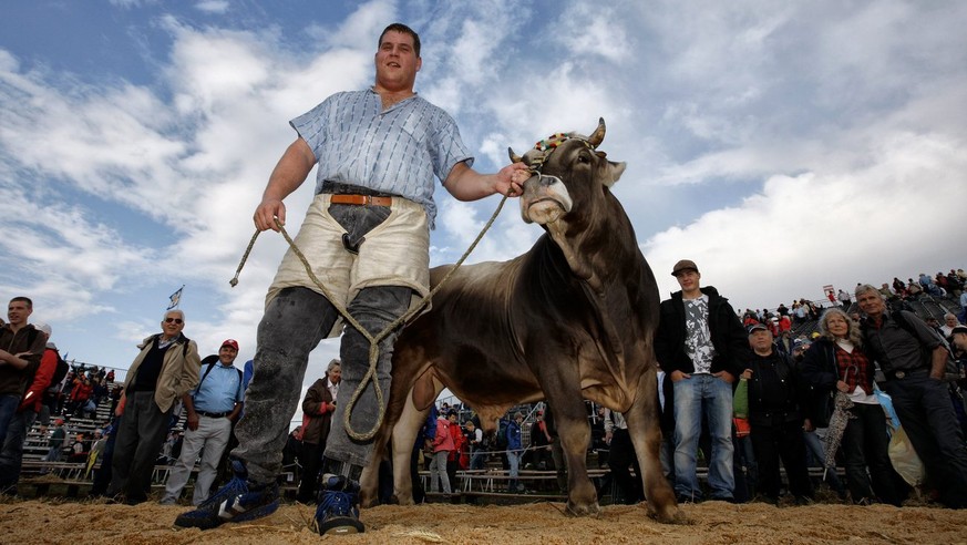 Christian Stucki aus Ottiswil praesentiert seinen Muni nach dem Sieg am 15. Kilchberger Schwinget, am Sonntag, 7. September 2008 in Kilchberg. (KEYSTONE/Alessandro Della Bella)