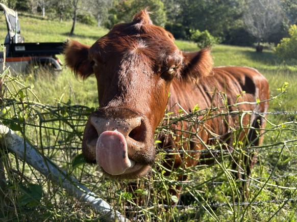 cute news tier kuh

https://www.reddit.com/r/Cows/comments/1kqphal/sykie_knows_that_snacky_snack_is_imminentmooooooo/