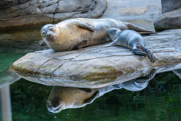 Seehund Nachwuchs Tierpark Bern