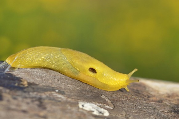 Afrikanische Bananenschnecke (Elisolimax flavescens), kriecht auf einem Stamm, Suedafrika, Westkap, Bontebok Nationalpark African Banana Slug (Elisolimax flavescens), creeps on a stem, South Africa, W ...
