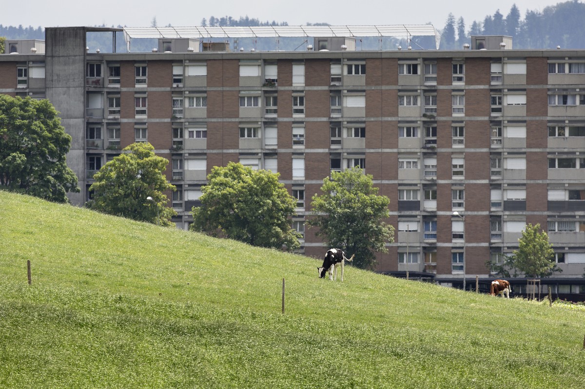In close vicinity of apartment buildings, cows are grazing in Ittigen, near Berne, June 17, 2014. (KEYSTONE/Gaetan Bally) 

Angrenzend an Wohnblocke in Ittigen grasen Kuehe am 17. Juni 2014 auf einer  ...