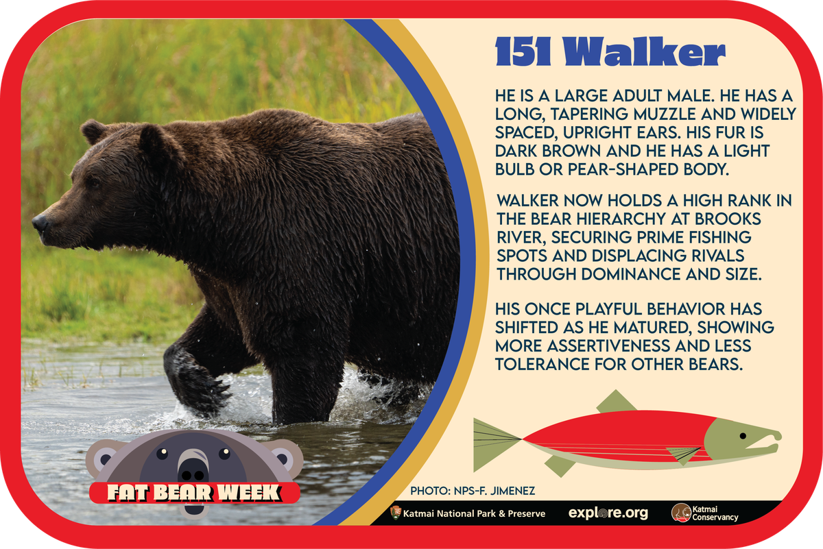 Bär 151 Walker