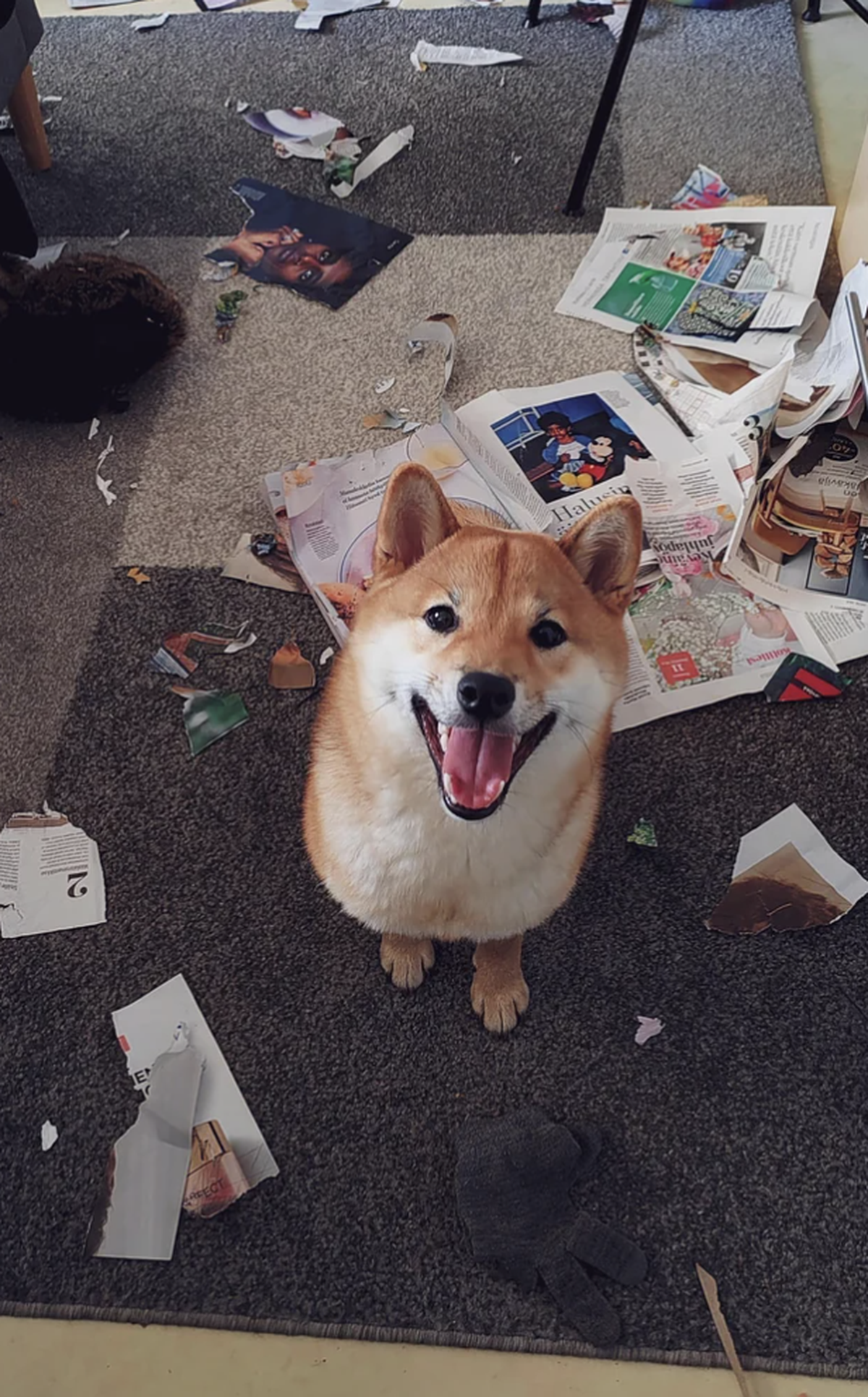 Shiba Inu