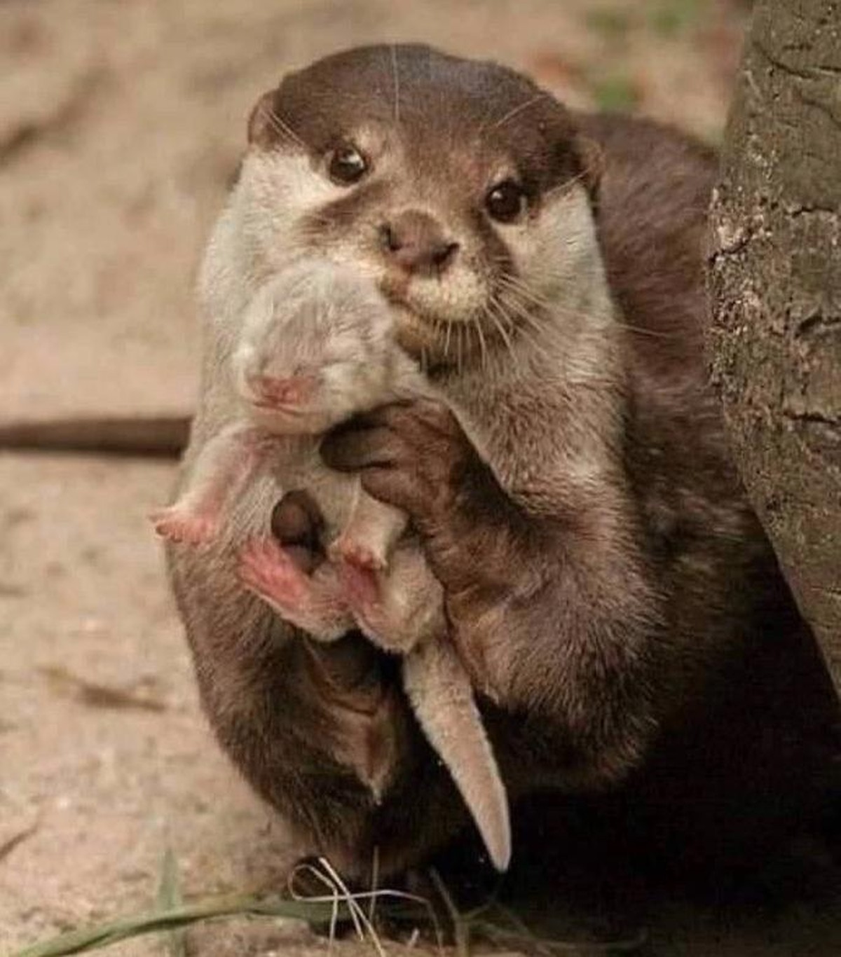 Cute News Eltern und ihr Nachwuchs.