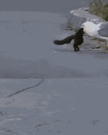 Animiertes GIF