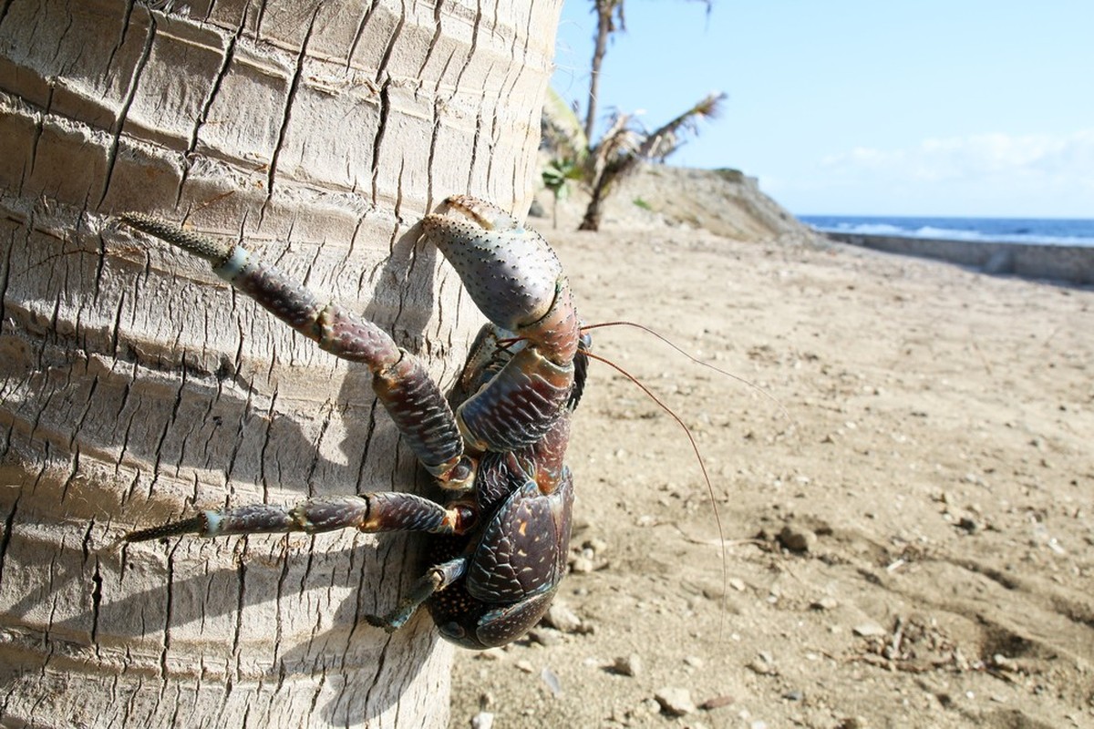 Palmendieb (Birgus latro)