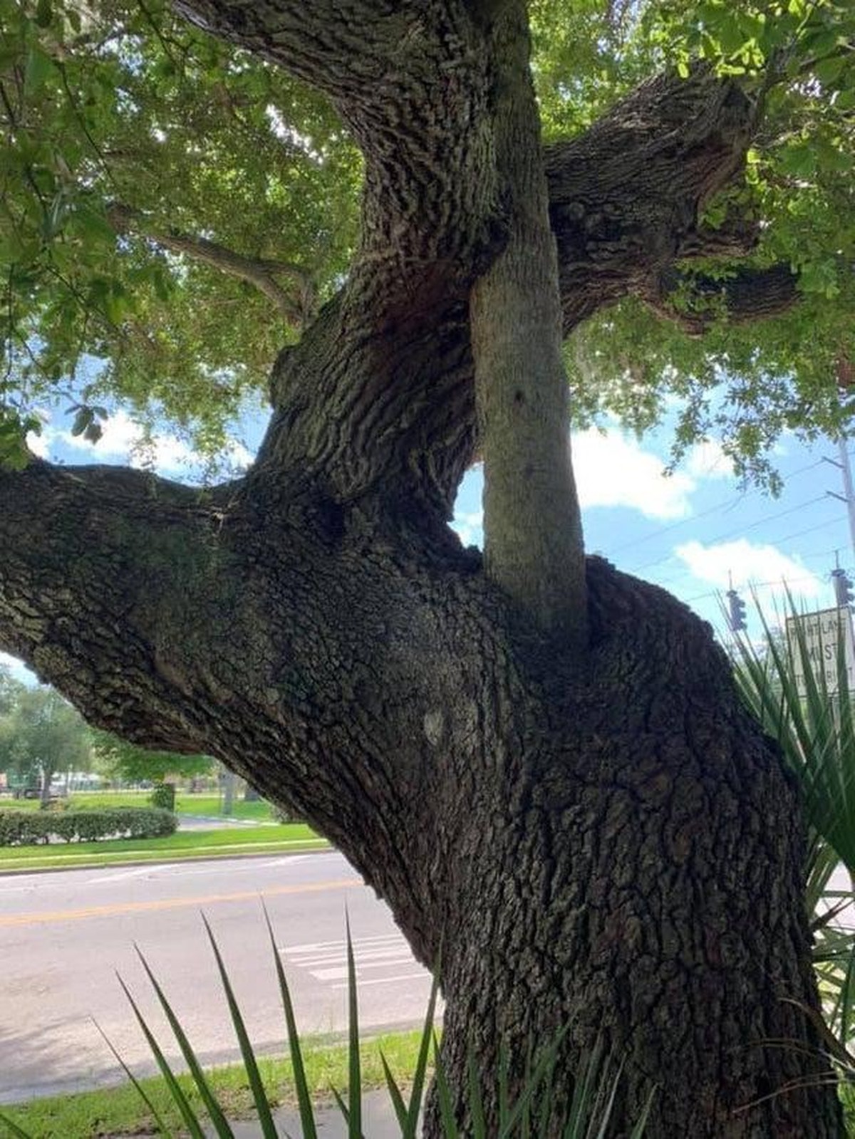 crazy nature