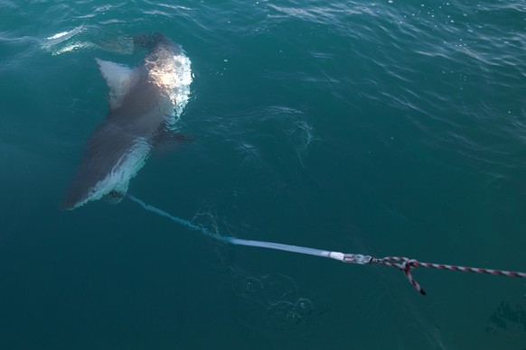 In this Monday, Jan. 21, 2019 photo, a 6 foot (1.8 meter) sandbar shark is caught by researchers from the predator project at the Morris Kahn Marine Research Station established by the University of H ...