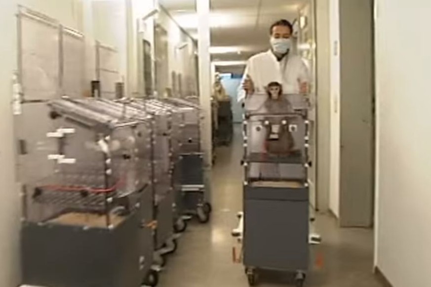 Hirnforschung am Tier: Rhesusaffe in einem Primatenstuhl. Das Bild stammt aus einem TV-Beitrag über ein Forschungsinstitut in Bremen.&nbsp;
