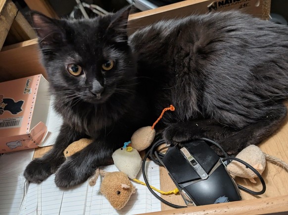 cute news tier katze

https://www.reddit.com/r/VoidCats/comments/1o6xt7g/she_discovered_where_i_keep_the_mice/