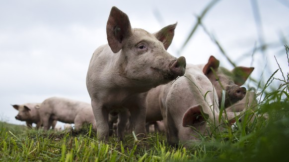 ARCHIV -- ZU DEN EIDGENOESSISCHEN ABSTIMMUNGEN VOM SONNTAG, 23. SEPTEMBER 2018, UEBER DIE FAIR FOOD INITITAVE, STELLEN WIR IHNEN FOLGENDES BILDMATERIAL ZUR VERFUEGUNG -- Schweine auf dem Gutsbetrieb M ...