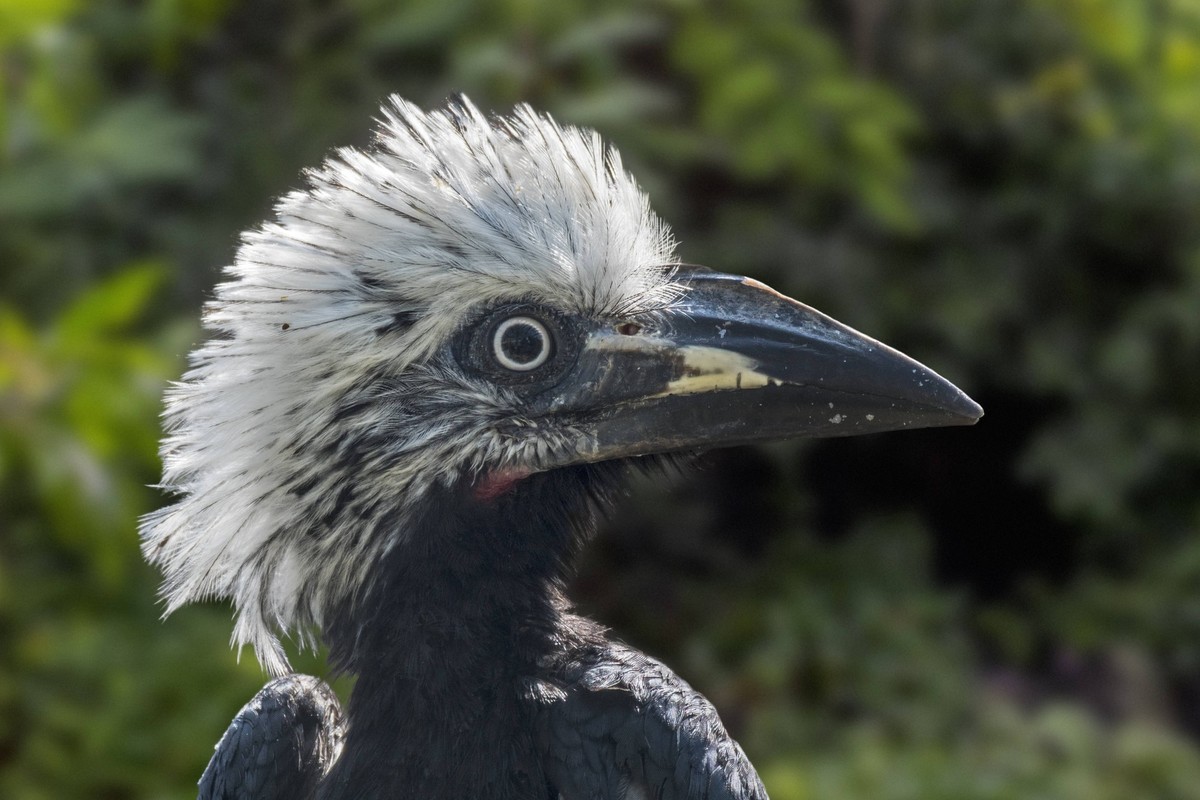 White-crested hornbill / Western long-tailed hornbill Horizocerus albocristatus / Tockus albocristatus, native to Central and West Africa 33343TLG