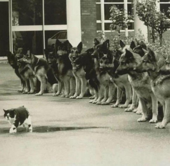Police service dogs&#039; final test to stay composed around a cat, Germany 1987.(680x662)