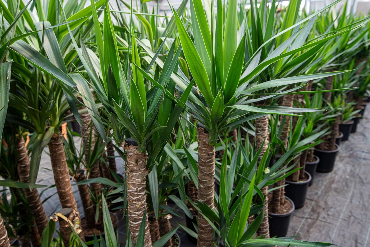 Yucca elephantipes