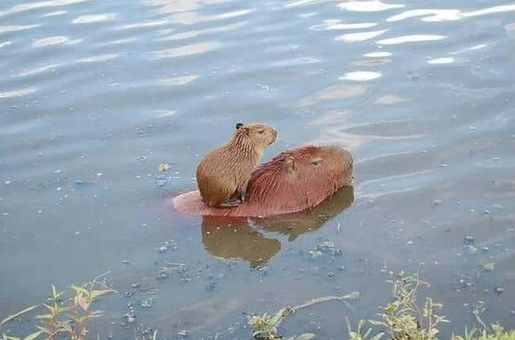 cute news animal tier capybara

https://imgur.com/t/covid/4nEgzwU