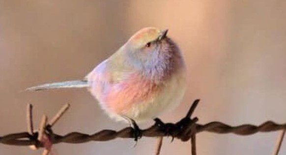 cute news tier purpurhähnchen

https://www.instagram.com/p/DR70AmhDIZk/