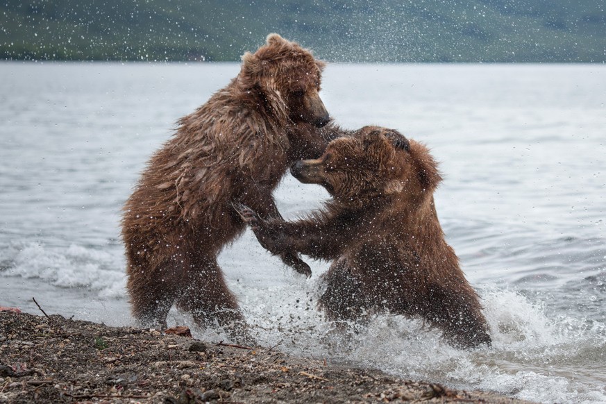 PIC BY DENIS BUDKOV / CATERS NEWS - (PICTURED The two bears come to blows) These dramatic pictures show the moment a bear was chased away by a rival after it tried to muscle on a fishing spot. Picture ...