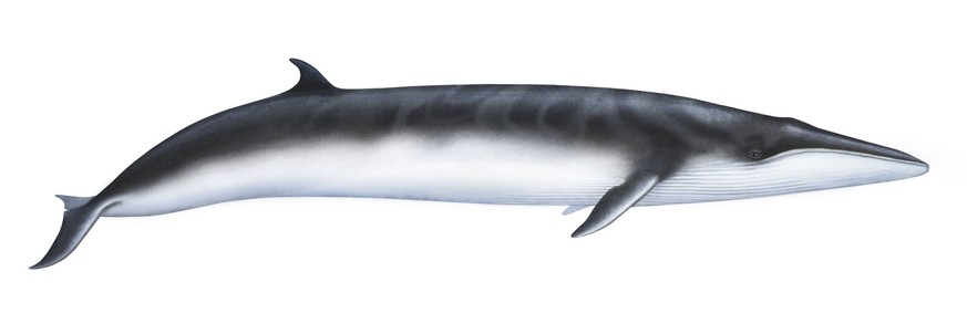Illustration of Omura's whale (Balaenoptera omurai).  Posted by xINxGERxSUIxAUTxONLY 1475019 Repicax Robinson's illustration of the Balaenoptera whale Posted by xINxGERxSUIxAUTxONLY 1475019 RepicaxRobin...