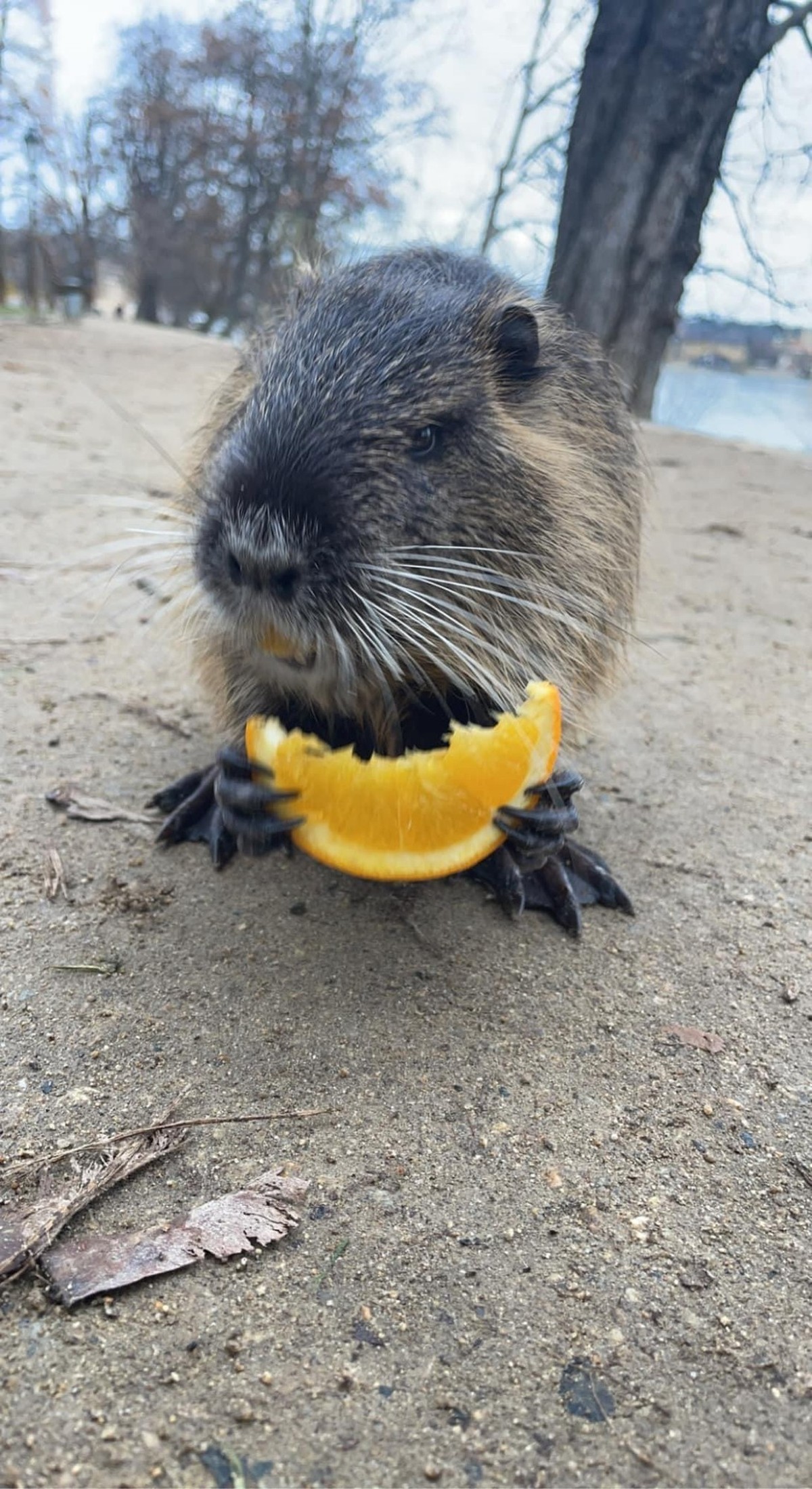 cute news tier 

https://imgur.com/t/aww/6ViuncC