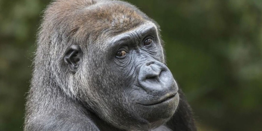 Dem Gorillaweibchen N'Yokumi ging es im Oktober plötzlich sehr schlecht. Die Tierärztinnen und -ärzte konnten dem Tier aber nicht mehr helfen. Nun erlöste der Zoo Zürich den Gorilla von seinem Leiden.