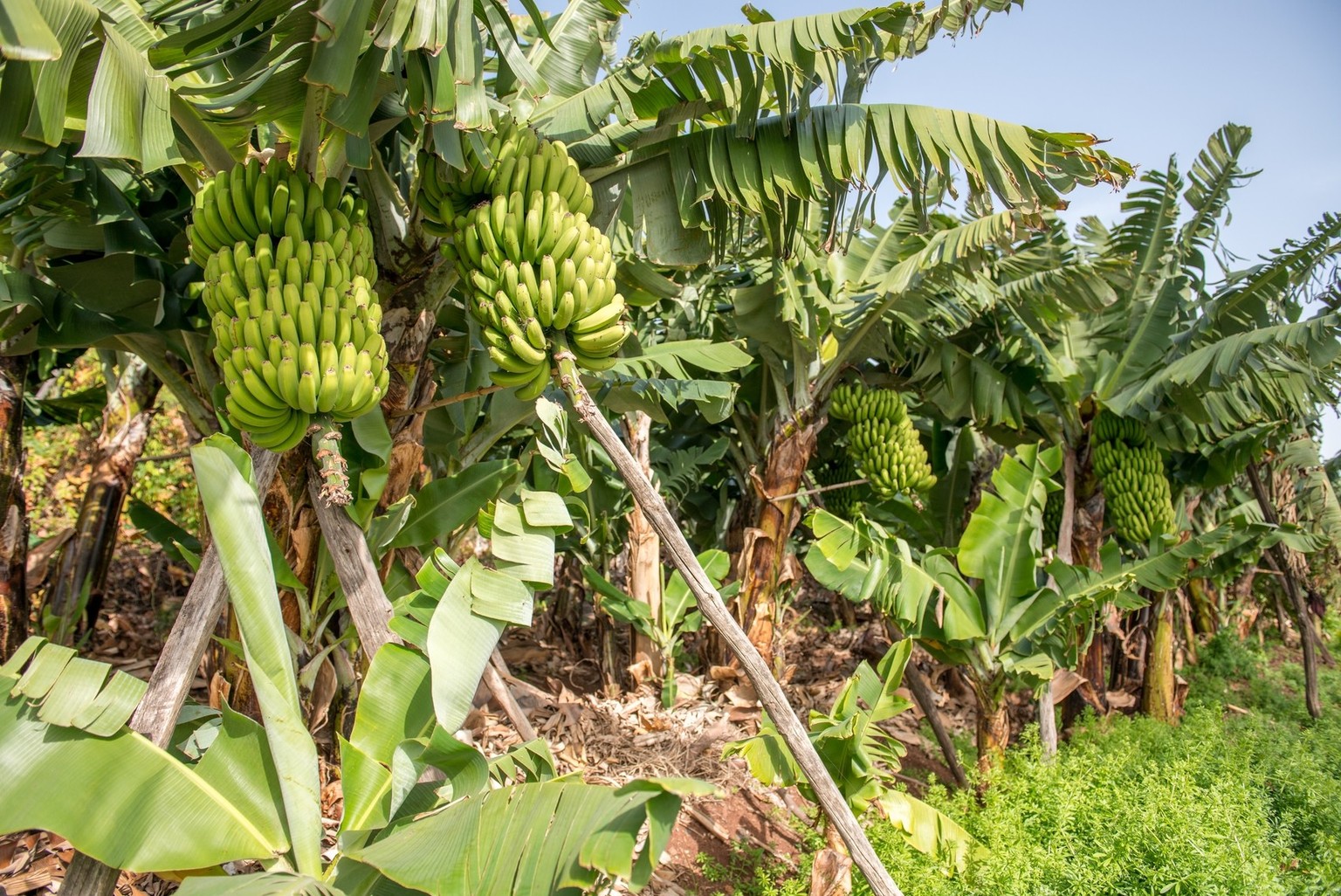 Close up green banana bunch in tree