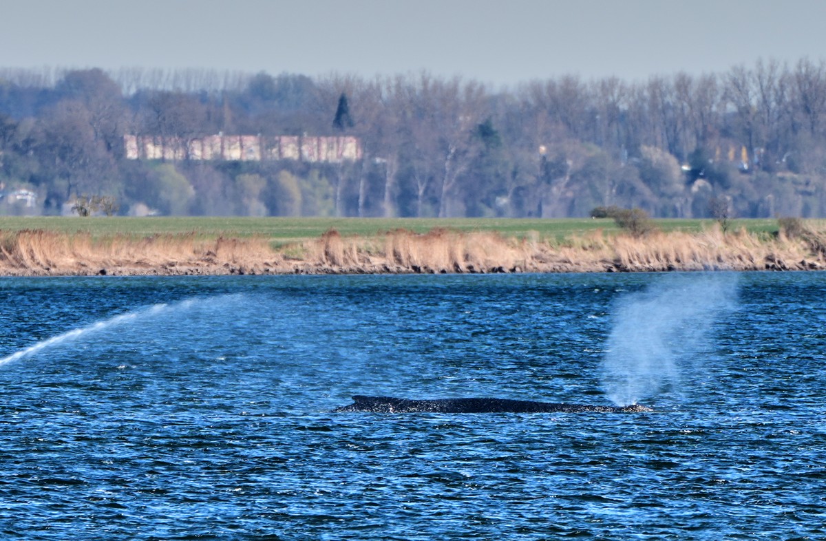 A stranded whale blows water as it got stuck on a sand bank in Kirchdorf on the island Poel, Germany, Thursday, April 9, 2026. (AP Photo/Michael Probst)
Germany Whale