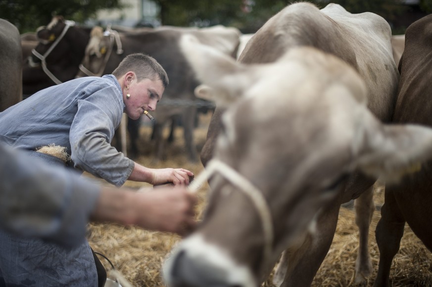DNA analyzes show how cows evolved along with the Swiss population