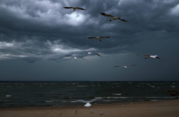 Russia Daily Life 9204282 11.07.2026 Seagulls fly over the beach in pre-storm weather on the coast of the Gulf of Finland in Repino, St. Petersburg, Russia. Alexei Danichev / Sputnik St. Petersburg Ru ...