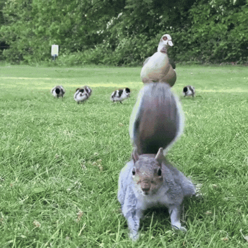 Animiertes GIF